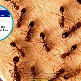 Bột Diệt Tận Gốc Kiến