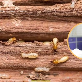 Bột Diệt Mối Mọt Tận Gốc
